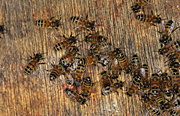 Insect, insects, bee, bees, european, european honey bee, european honey bees, honey, honey bee, honey bees, hymenoptera, worker, worker bee, worker bees, hive, hives, beehive, beehives.