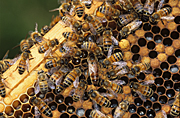 Insect, insects, bee, bees, european, european honey bee, european honey bees, honey, honey bee, honey bees, hymenoptera, queen, worker bee, worker bees, hive, hives, beehive, beehives.