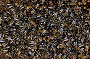 Insect, insects, bee, bees, european, european honey bee, european honey bees, honey, honey bee, honey bees, hymenoptera, hive, hives, beehive, beehives.