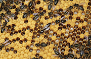 Insect, insects, bee, bees, european, european honey bee, european honey bees, honey, honey bee, honey bees, hymenoptera, queen.