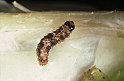 Insect, insects, caterpillar, caterpillars, bollworm, bollworms, spiny bollworm, spiny bollworms, spiny bollworm caterpillar, spiny bollworm caterpillars, earias, vitella, earias vitella, boll, bolls, cotton.