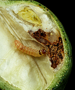 Insect, insects, caterpillar, caterpillars, bollworm, bollworms, pink bollworm, pink bollworms, pink bollworm caterpillar, boll, bolls, cotton, pectinophora, gossypiella, pectinophora gossypiella.