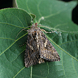 Insect, insects, moth, moths, pest, pests, looper, looper moth, looper moths, cabbage, cabbage looper moth, cabbage looper moths, trichoplusia, ni, trichoplusia ni.