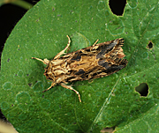 Insect, insects, moth, moths, pest, pests, cotton leafworm, cotton leafworms, cotton, leafworm, leafworms, spodoptera, littoralis, spodoptera littoralis, cotton.