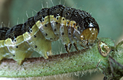 Insect, insects, cotton, cotton bollworm, cotton bollworms, bollworm, bollworms, caterpillar, caterpillars, helicoverpa zea, helicoverpa, zea.