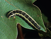 Insect, insects, moth, moths, pest, pests, caterpillar, caterpillars, armyworm, armyworms, southern, SOUTHERN ARMYWORM, southern armyworms, SPODOPTERA ERIDANIA, spodoptera, eridania, cotton.