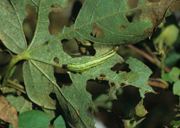 Insect, insects, moth, moths, pest, pests, looper, looper moth, looper moths, cabbage, cabbage looper moth, cabbage looper moths, trichoplusia, ni, trichoplusia ni, caterpillar, caterpillars.