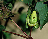 Insect, insects, moth, moths, pest, pests, caterpillar, caterpillars, armyworm, armyworms, lesser, lesser ARMYWORM, lesser armyworms, SPODOPTERA, spodoptera exigua, cotton.