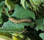 Insect, insects, moth, moths, pest, pests, caterpillar, caterpillars, armyworm, armyworms, fall, fall armyworm, fall armyworms, spodoptera, frugiperda, spodopter frugiperda, cotton, pest, pests, caterpillar, caterpillars.