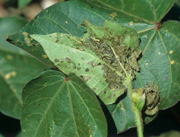 Insect, insects, moth, moths, pest, pests, caterpillar, caterpillars, armyworm, armyworms, lesser, lesser ARMYWORM, lesser armyworms, SPODOPTERA, spodoptera exigua, cotton.