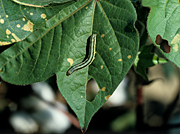 Insect, insects, moth, moths, pest, pests, caterpillar, caterpillars, armyworm, armyworms, lesser, lesser ARMYWORM, lesser armyworms, SPODOPTERA, spodoptera exigua, cotton.
