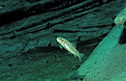 TROUT (SALMO TRUTTA) AUSTRIA