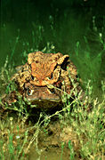 UNDERWATER VIEW OF MATING TOADS (BUFO BUFO)
