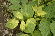 Food, fruit, strawberry, strawberries, fragaria, annassa, fragaria annassa, mulch, mulches, mulching, flower, flowers, chlorosis, weed, weeds, weedkiller, weedkillers.
