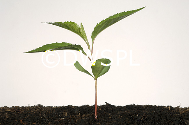 A SEEDLING APPLE TREE WITH apple tree leaves. A SEEDLING APPLE TREE WITH