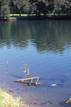 Australia, New South Wales, sydney, water, Pollution, pollutants, rubbish, garbage, environmental, littered, litter, litters, littering.
