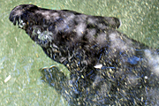 Animal, animals, tapir, tapirs, taronga, taronga zoo, taronga park zoo, zoo, zoos, australia, nsw, sydney, swim, swims, swimming.