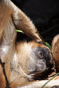 Animal, animals, monkey, monkeys, spider, spider monkey, spider monkeys, primate, primates, mammal, mammals, ATELES GEOFFROY, ateles, geoffroy, Australia, New South Wales, sydney, taronga, taronga park, taronga park zoo, zoo, zoos.