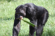 Animal, animals, chimpanzee, chimpanzees, chimp, chimps, monkey, monkeys, ape, apes, pan, troglodytes, pan troglodytes, primate, primates, mammal, mammals, Australia, New South Wales, sydney, taronga, taronga park, taronga park zoo, zoo, zoos.