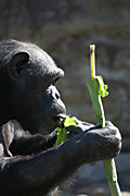 Animal, animals, chimpanzee, chimpanzees, chimp, chimps, monkey, monkeys, ape, apes, pan, troglodytes, pan troglodytes, primate, primates, mammal, mammals, Australia, New South Wales, sydney, taronga, taronga park, taronga park zoo, zoo, zoos, eat, eats, eating.