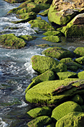 Rock, rocks, moss, coast, coasts, coastline, coastlines, green.