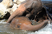 Australia, nsw, sydney, new South Wales, taronga, taronga park, taronga park zoo, zoo, zoos, animal, animals, elephant, elephants, asian, elephanus, maximus, elephanus maximus, asian elephant, asian elephants, water.