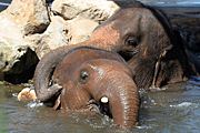 Australia, nsw, sydney, new South Wales, taronga, taronga park, taronga park zoo, zoo, zoos, animal, animals, elephant, elephants, asian, elephanus, maximus, elephanus maximus, asian elephant, asian elephants, water.