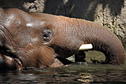 Australia, nsw, sydney, new South Wales, taronga, taronga park, taronga park zoo, zoo, zoos, animal, animals, elephant, elephants, asian, elephanus, maximus, elephanus maximus, asian elephant, asian elephants, water.