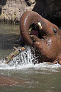 Australia, nsw, sydney, new South Wales, taronga, taronga park, taronga park zoo, zoo, zoos, animal, animals, elephant, elephants, asian, elephanus, maximus, elephanus maximus, asian elephant, asian elephants, water.