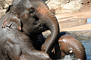 Australia, nsw, sydney, new South Wales, taronga, taronga park, taronga park zoo, zoo, zoos, animal, animals, elephant, elephants, asian, elephanus, maximus, elephanus maximus, asian elephant, asian elephants, water.