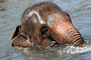 Australia, nsw, sydney, new South Wales, taronga, taronga park, taronga park zoo, zoo, zoos, animal, animals, elephant, elephants, asian, elephanus, maximus, elephanus maximus, asian elephant, asian elephants, water.