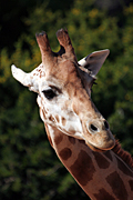 Animal, animals, pattern, patterns, giraffe, giraffes, Australia, New South Wales, sydney, taronga, Taronga park, taronga park zoo, zoo, zoos, zoological garden, zoological gardens.