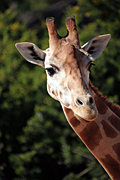 Animal, animals, pattern, patterns, giraffe, giraffes, Australia, New South Wales, sydney, taronga, Taronga park, taronga park zoo, zoo, zoos, zoological garden, zoological gardens.