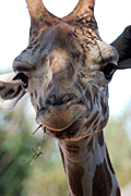 Animal, animals, pattern, patterns, giraffe, giraffes, Australia, New South Wales, sydney, taronga, Taronga park, taronga park zoo, zoo, zoos, zoological garden, zoological gardens.