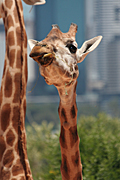 Animal, animals, pattern, patterns, giraffe, giraffes, Australia, New South Wales, sydney, taronga, Taronga park, taronga park zoo, zoo, zoos, zoological garden, zoological gardens.