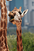 Animal, animals, pattern, patterns, giraffe, giraffes, Australia, New South Wales, sydney, taronga, Taronga park, taronga park zoo, zoo, zoos, zoological garden, zoological gardens.