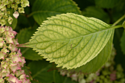 Hydrangeas, Flowers, Macrophylla, Garden flowers, Plants, Nature, Flower Pictures, Images.