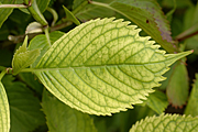 Hydrangeas, Flowers, Macrophylla, Garden flowers, Plants, Nature, Flower Pictures, Images.