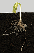 SERIES (STAGE 3) SHOWING GERMINATION OF A GREEN BEAN SEED THROUGH TO THE FIRST TRUE LEAVES