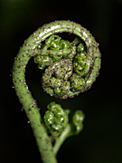Fern, ferns, frond, fronds, fern frond, fern fronds, green, forest, forests, rainforest, rainforests, australia, ia58,