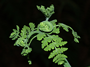 Fern, ferns, frond, fronds, fern frond, fern fronds, green, forest, forests, rainforest, rainforests, australia, ia58,