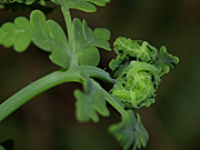 Fern, ferns, frond, fronds, fern frond, fern fronds, green, forest, forests, rainforest, rainforests, australia, ia58,