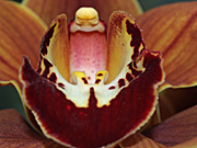 DETAIL OF A CYMBIDIUM ORCHID