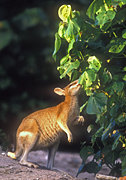Animal, Animals, Australia, Australian, Australian animal, Australian animals, macropod, macropods, macropus, mammal, mammals, marsupial, marsupials, wallabia, kangaroo, kangaroos, wallaby, wallabies, agile, agile wallaby, agile wallabies, macropus, agilis, macropus agilis, eat, eats, eating.