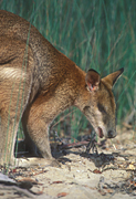 Animal, Animals, Australia, Australian, Australian animal, Australian animals, macropod, macropods, macropus, mammal, mammals, marsupial, marsupials, wallabia, kangaroo, kangaroos, wallaby, wallabies, agile, agile wallaby, agile wallabies, macropus, agilis, macropus agilis, eat, eats, eating.