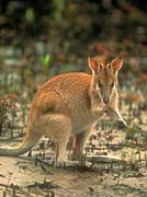 Animal, Animals, Australia, Australian, Australian animal, Australian animals, macropod, macropods, macropus, mammal, mammals, marsupial, marsupials, wallabia, kangaroo, kangaroos, wallaby, wallabies, agile, agile wallaby, agile wallabies, macropus, agilis, macropus agilis, eat, eats, eating, mangrove, mangroves.