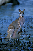 Animal, Animals, Australia, Australian, Australian animal, Australian animals, joey, joeys, macropod, macropods, macropus, mammal, mammals, marsupial, marsupials, wallabia, kangaroo, kangaroos, wallaby, wallabies, agile, agile wallaby, agile wallabies, macropus, agilis, macropus agilis.
