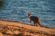Animal, Animals, Australia, Australian, Australian animal, Australian animals, macropod, macropods, macropus, mammal, mammals, marsupial, marsupials, wallabia, kangaroo, kangaroos, wallaby, wallabies, agile, agile wallaby, agile wallabies, macropus, agilis, macropus agilis, beach, beaches, sand, seashore, seashores, shoreline, shorelines.