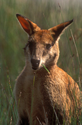 Animal, Animals, Australia, Australian, Australian animal, Australian animals, macropod, macropods, macropus, mammal, mammals, marsupial, marsupials, wallabia, kangaroo, kangaroos, wallaby, wallabies, agile, agile wallaby, agile wallabies, macropus, agilis, macropus agilis, eat, eats, eating, grass.