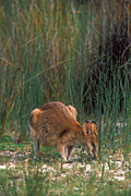 Animal, Animals, Australia, Australian, Australian animal, Australian animals, macropod, macropods, macropus, mammal, mammals, marsupial, marsupials, wallabia, kangaroo, kangaroos, wallaby, wallabies, agile, agile wallaby, agile wallabies, macropus, agilis, macropus agilis.